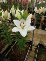 [4600 VZ W07 0226-02 No01.JPG]